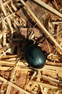 <i>Timarcha tenebricosa</i>