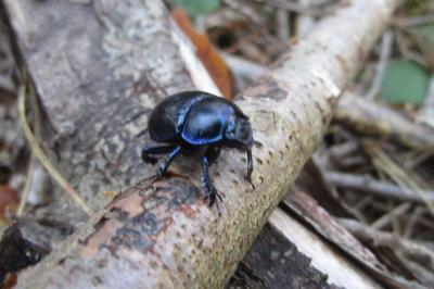 <i>Anoplotrupes stercorosus</i>