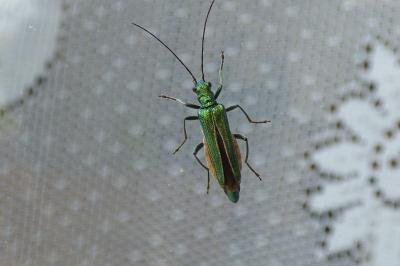 <i>Oedemera nobilis</i>