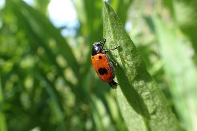 <i>Clytra laeviuscula</i>