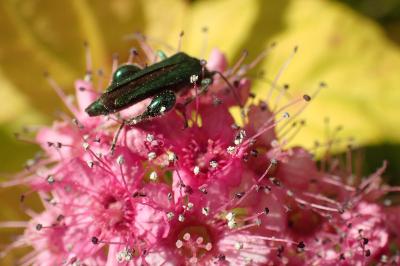 <i>Oedemera nobilis</i>