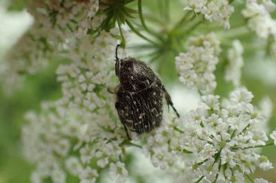 <i>Oxythyrea funesta</i>