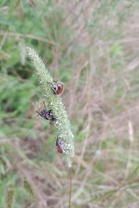 <i>Phyllopertha horticola</i>