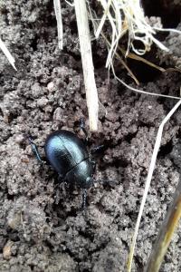 <i>Timarcha goettingensis</i>