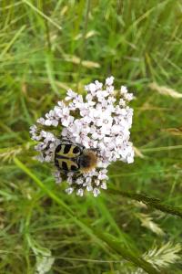 <i>Trichius</i>