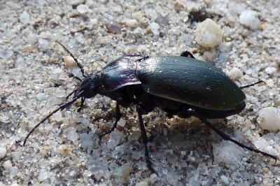 <i>Carabus nemoralis</i>