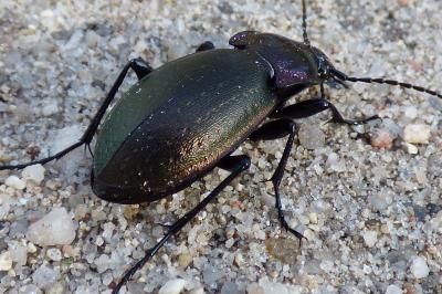 <i>Carabus nemoralis</i>