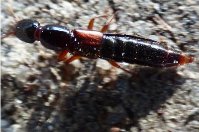 <i>Othius punctulatus</i>