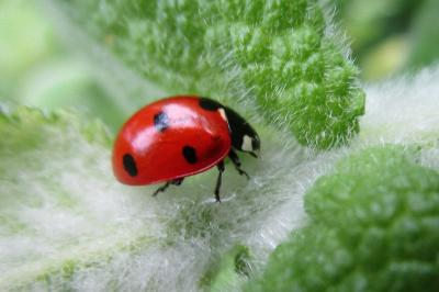 <i>Coccinella septempunctata</i>