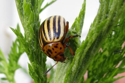 <i>Leptinotarsa decemlineata</i>