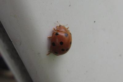<i>Henosepilachna argus</i>