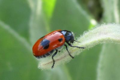 <i>Clytra laeviuscula</i>