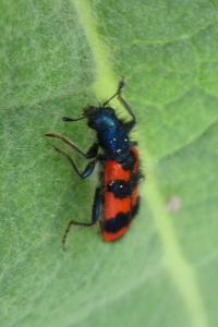 <i>Trichodes alvearius</i>