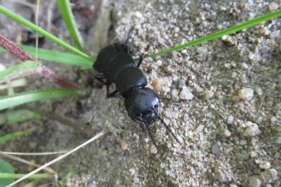 <i>Ocypus</i>