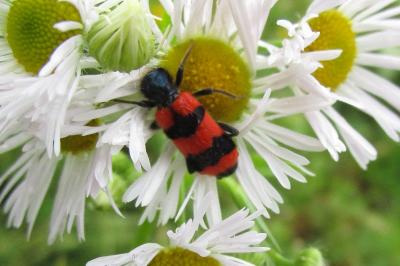 <i>Trichodes apiarius</i>