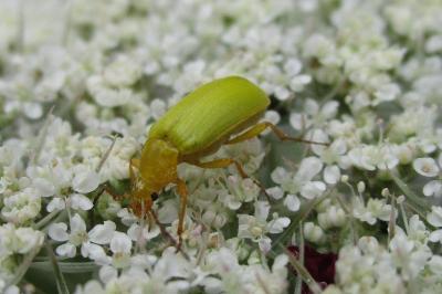 <i>Cteniopus sulphureus</i>