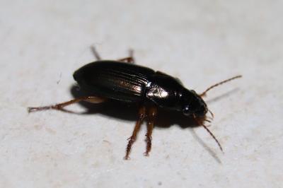 <i>Harpalus</i>