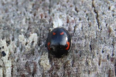 <i>Exochomus quadripustulatus</i>