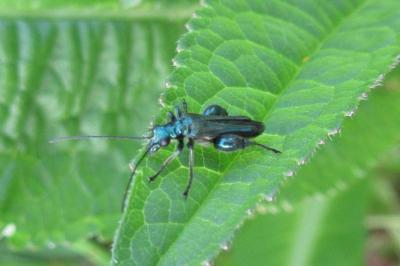 <i>Oedemera nobilis</i>