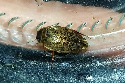 <i>Agabus nebulosus</i>