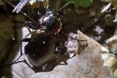 <i>Carabus nemoralis</i>