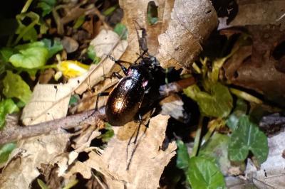 <i>Carabus nemoralis</i>