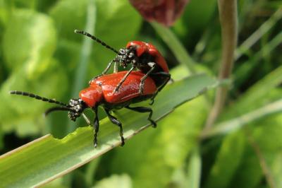 <i>Lilioceris lilii</i>