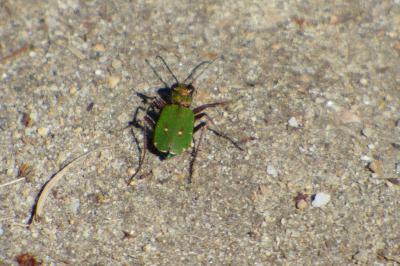 <i>Cicindela campestris</i>