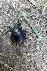 <i>Timarcha tenebricosa</i>