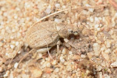 <i>Philopedon plagiatum</i>