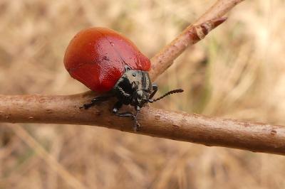 <i>Chrysomela populi</i>