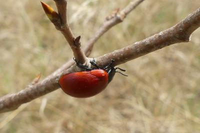 <i>Chrysomela populi</i>