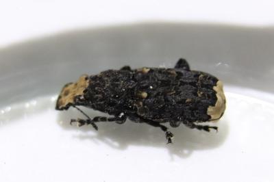 <i>Platyrhinus resinosus</i>