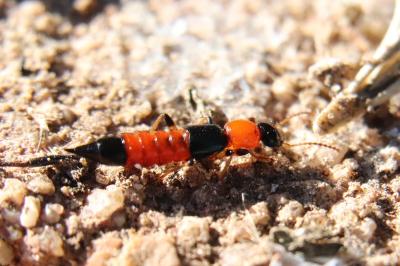 <i>Paederus littoralis</i>