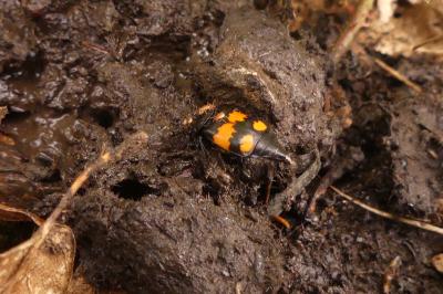 <i>Nicrophorus vespilloides</i>