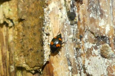 <i>Scaphidium quadrimaculatum</i>