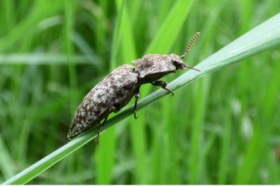 <i>Agrypnus murinus</i>