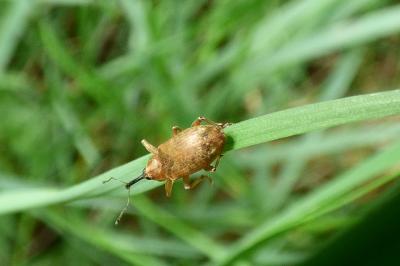 <i>Dorytomus</i>