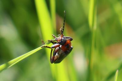 <i>Cantharis rustica</i>