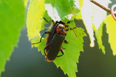 <i>Cantharis rustica</i>