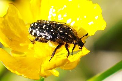 <i>Oxythyrea funesta</i>