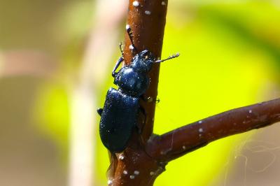 <i>Platycerus caraboides</i>