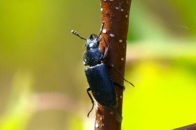 <i>Platycerus caraboides</i>