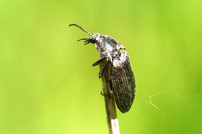 <i>Selatosomus latus</i>