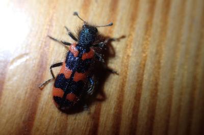 <i>Trichodes alvearius</i>