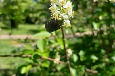 <i>Cetonia aurata</i>