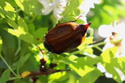 <i>Melolontha melolontha</i>