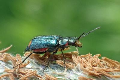 <i>Malachius bipustulatus</i>