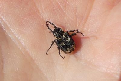 <i>Valgus hemipterus</i>