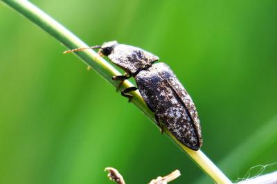 <i>Agrypnus murinus</i>